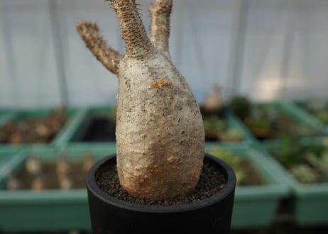パキポディウム　グラキリス　 Pachypodium Gracilius  No.5