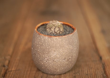 亀甲竜 Dioscorea elephantipes ミニ