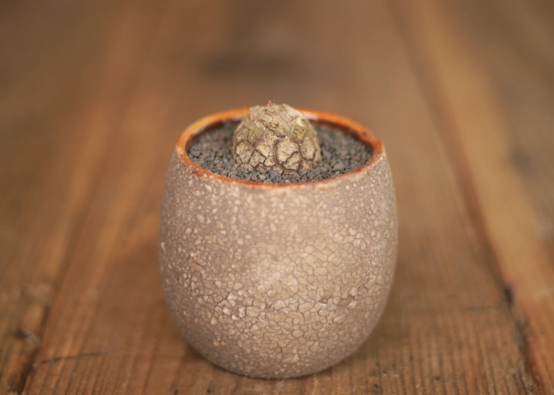 亀甲竜 Dioscorea elephantipes ミニ | mana's farm:塊根植