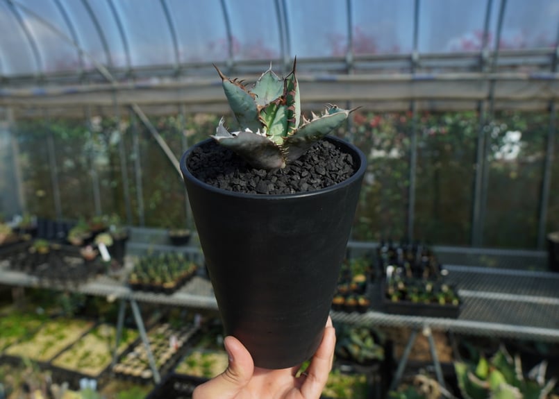 アガベ チタノタ ブルー agave titanota Blue No.1 | mana's