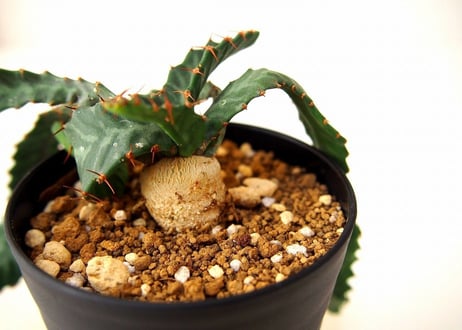 ユーフォルビア ステラータ 飛竜  Euphorbia stellata 10 未発根