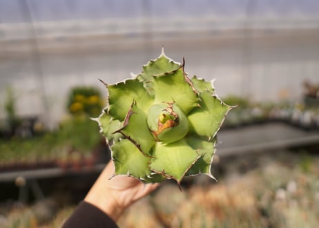 アガベ　titanota  dwarf　No.4