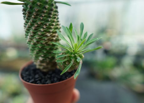 ユーフォルビア　ソテツキリン "パイナップルコーン"　Euphorbia sotetsukirin  No.3