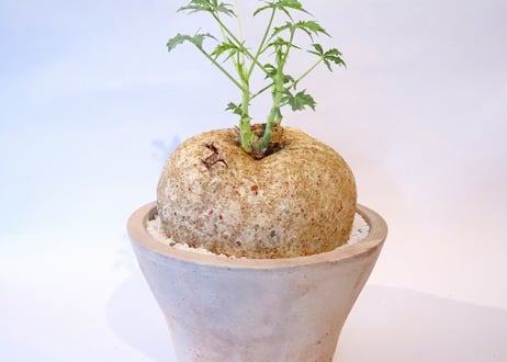 錦サンゴ