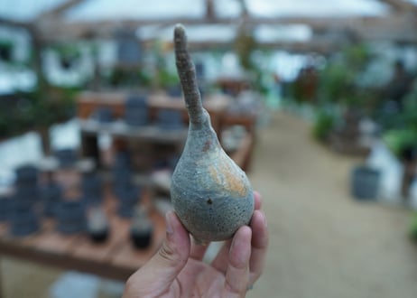 【抜き苗】パキポディウム　グラキリス　 Pachypodium Gracilius  No.6