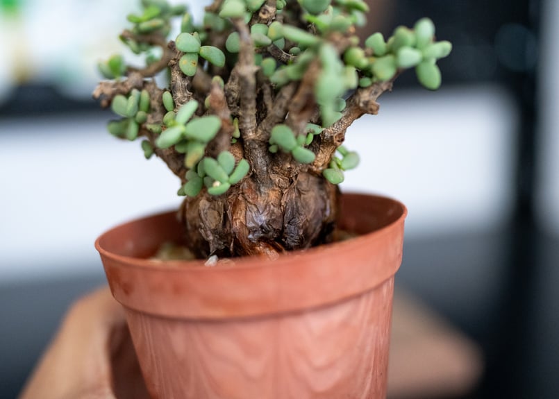 ケラリア ピグマエア 沖縄管理株 | mana's farm:塊根植物・アガベ