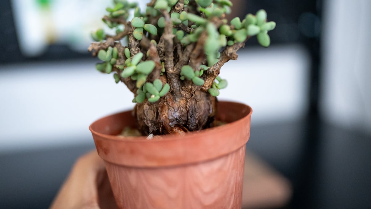 S級極太株❗粒葉❗特選ケラリアピグマエア S級極太株❗粒葉❗特選ケラリアピグマエア