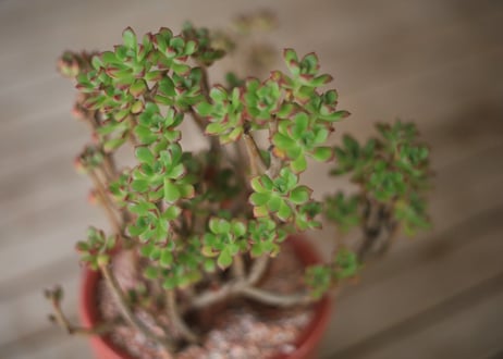 小人の祭り　Aeonium sedifolium