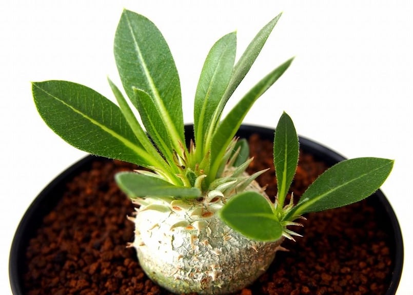 パキポディウム　　エブレネウム　　花芽付き パキポディウム エブレネウム Pachypodium eburneum | mana's fa