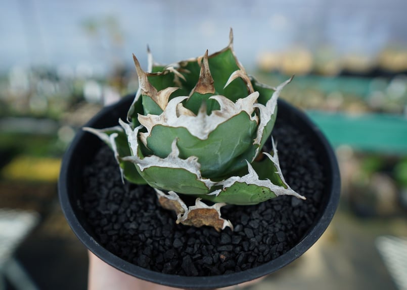 アガベ チタノタ 螃蟹 Agave Titanota crab | mana's farm:塊