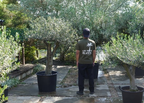 国産オリーブ　ルッカ