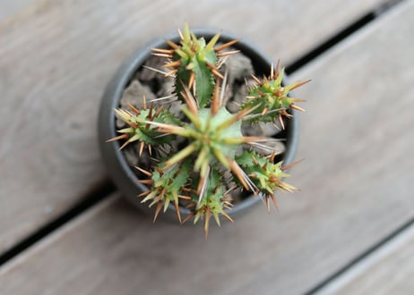 ユーフォルビア黄刺紅彩閣　euphorbia enopla  Yellow spina
