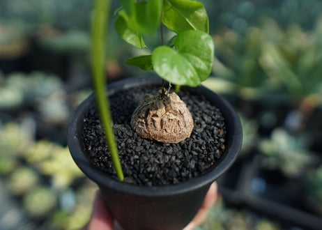 亀甲竜　Dioscorea elephantipes No.4