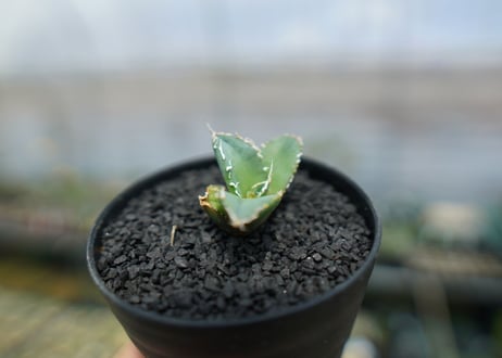 アガベ　チタノタ　FO-76　agave titanota  FO-76　No.4