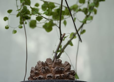 Dioscorea elephantipes