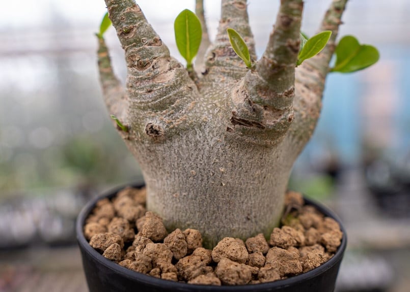 アデニウム ドワーフ　中型 アデニウム ドワーフ 中型 アデニウム アラビカムドワーフ