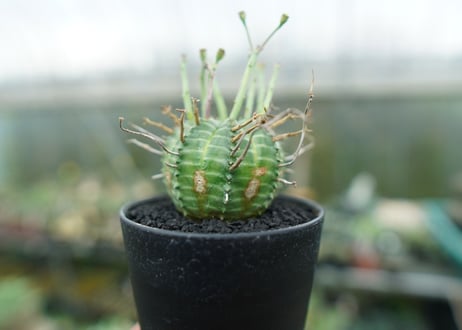 ユーフォルビア　バリダ　Euphorbia valida　No.2