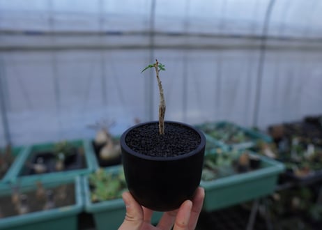 ブルセラ ヒンドシアナ Bursera hindsiana