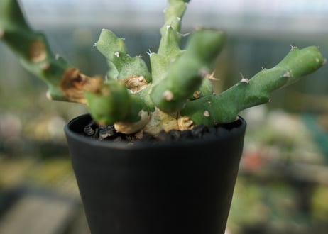 ユーフォルビア クリビコラ　Euphorbia clivicola