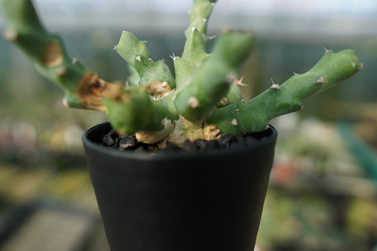 ユーフォルビア クリビコラ Euphorbia clivicola | mana's farm