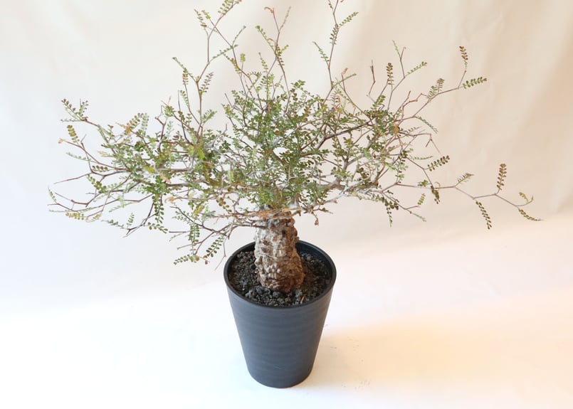 オペルクリカリア デカリー | mana's farm:塊根植物・アガベ・ドライ