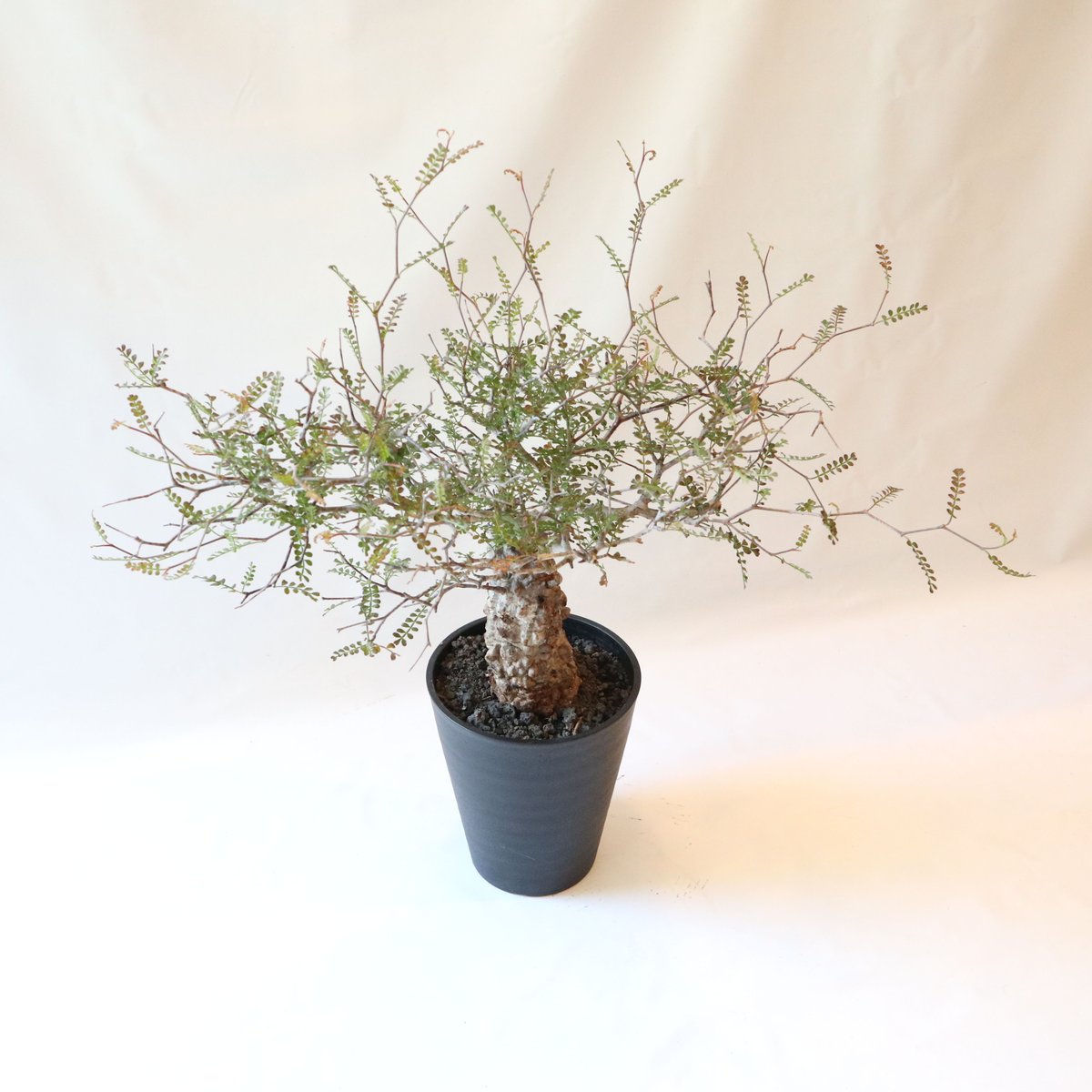 オペルクリカリア デカリー | mana's farm:塊根植物・アガベ・ドライ