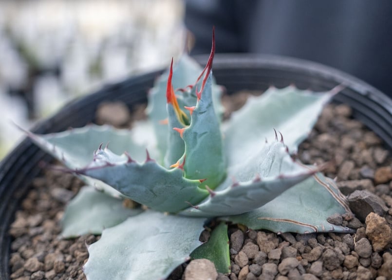 アガベ パラサナ ”トライアンファント” agave parrasana 