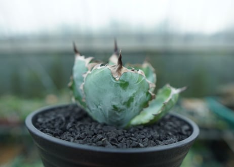 アガベ　チタノタ　 ブラックアンドブルー 　Agave titanota black and blue　No.1