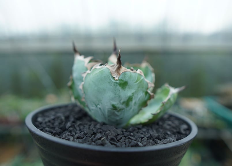 アガベ　ブラックアンドブルー アガベ チタノタ ブラックアンドブルー Agave titanota black