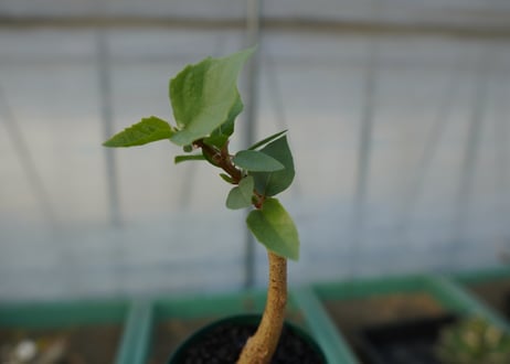 フィカス パルメリー Ficus palmeri  No.1