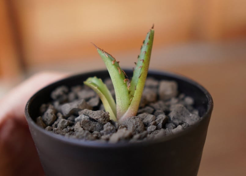 Agave titanota dwarf 姫厳龍 子株 | mana's green:塊根植物 Agave titanota dwarf 姫厳龍 子株 | mana's green:塊根植物