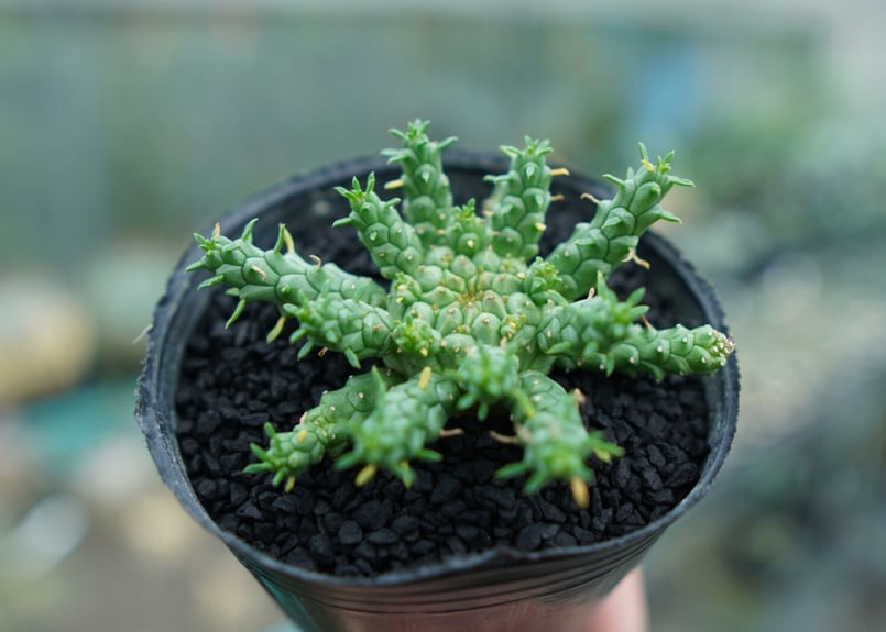 ユーフォルビア ゴルゴニス Euphorbia gorgonis No.4 | mana's