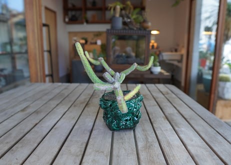 ヘテロクロマ　Euphorbia heterochroma