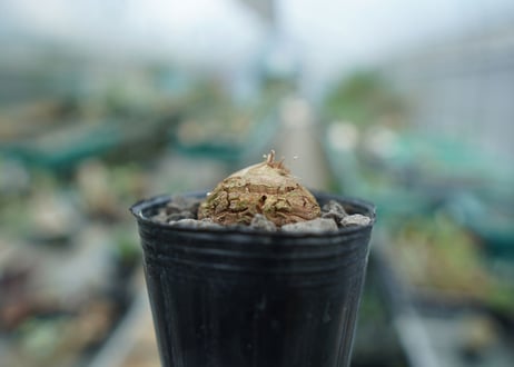 亀甲竜　Dioscorea elephantipes　No.9