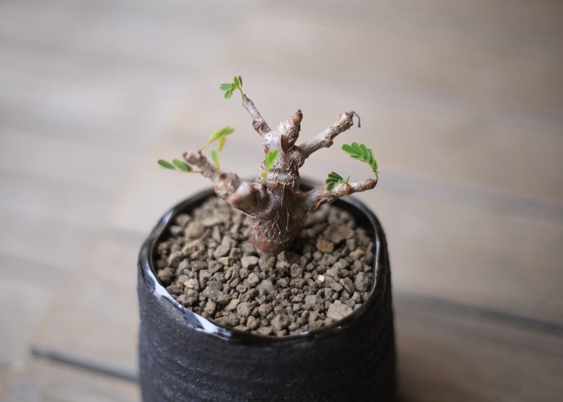 センナ メリディオナリス Senna meridionalis | mana's green: センナ メリディオナリス Senna meridionalis | mana's green: