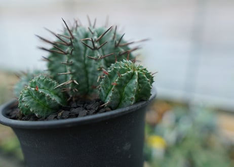 ユーフォルビア　ホリダ　Euphorbia horrida　No.2