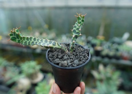 ユーフォルビア　ペルシステンス　Euphorbia persistens