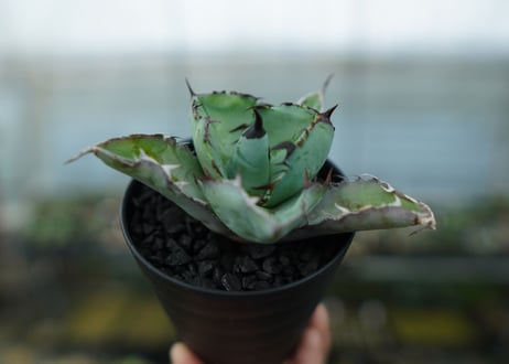 アガベ　チタノタ　 ブラックアンドブルー 　Agave titanota black and blue　No.10