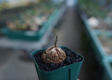 亀甲竜　Dioscorea elephantipes　No.4