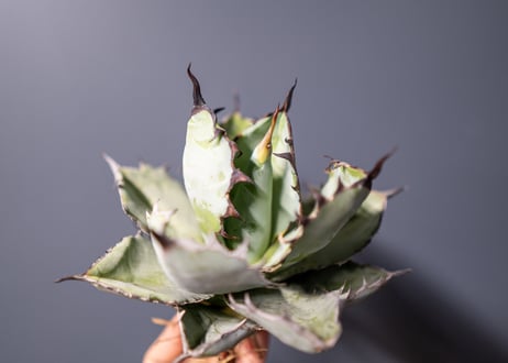 Agave titanota Agave B&B No.8