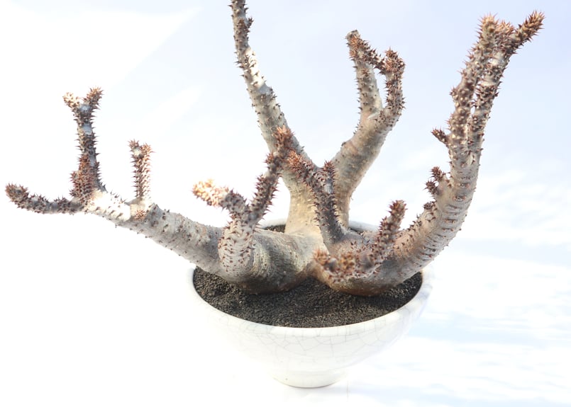 塊根植物 マカイエンセvaliem鉢付き 約30cm以上 パキポディウム マカイエンセ no.2 | mana's farm:塊根植物・アガベ
