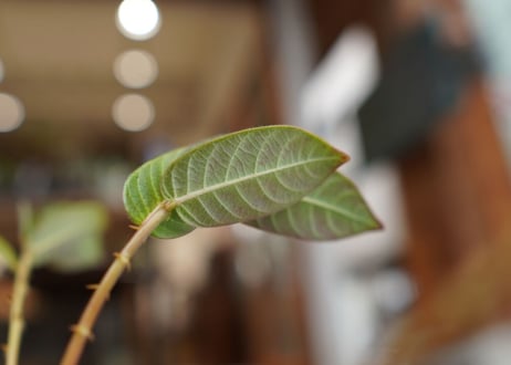 フィランサス　ミラビリス　Phyllanthus mirabilis