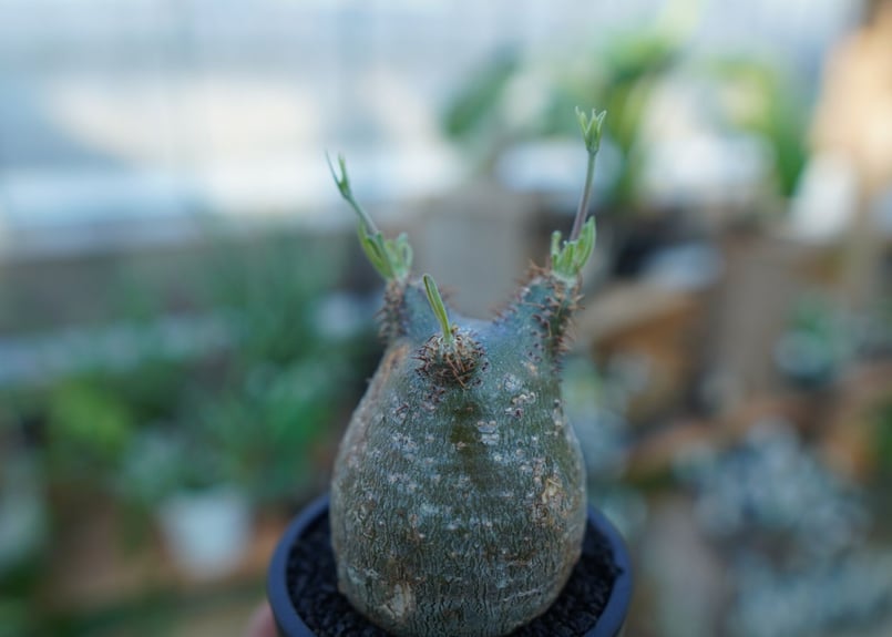 未発根】パキポディウム グラキリス Pachypodium Gracilius No.3