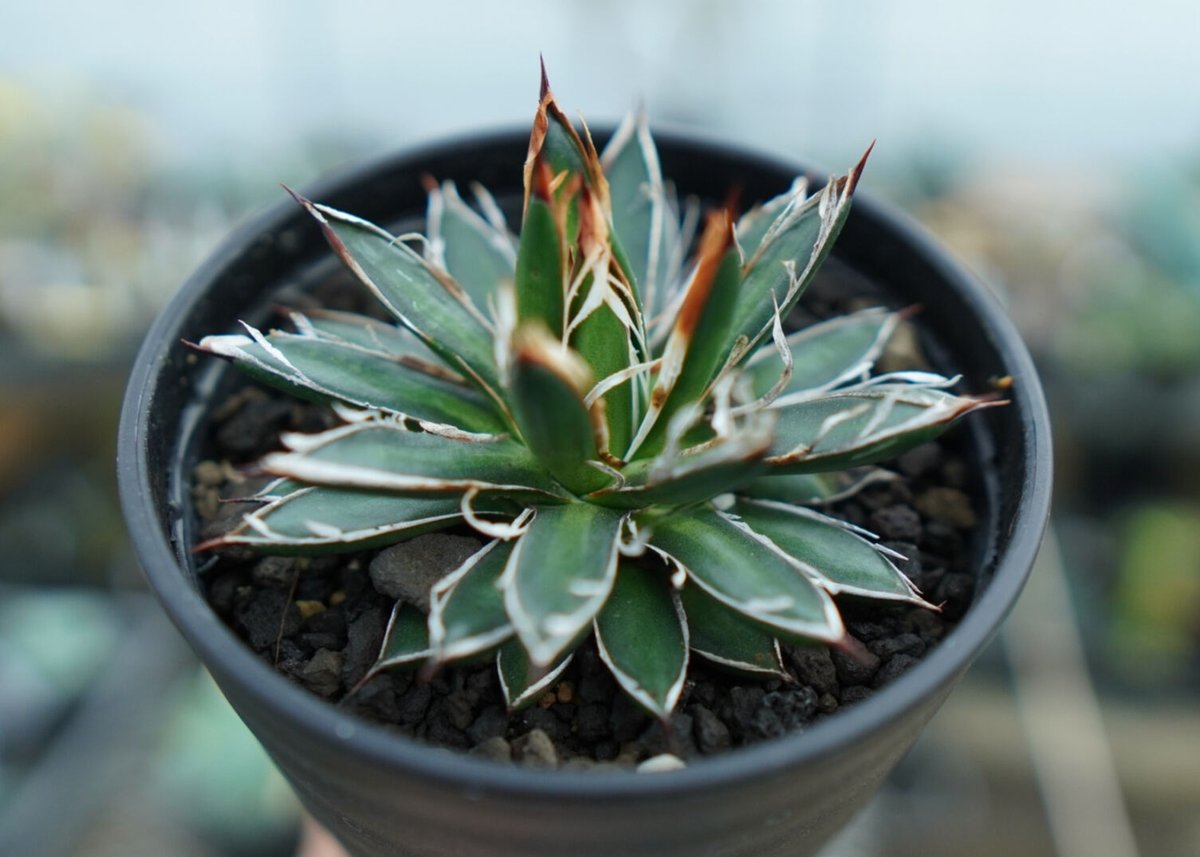 アガベ フィリフェラ シディゲラ agave filifera ssp. schidigera