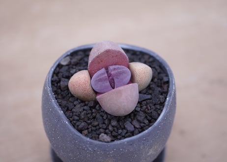 メセン 紫帝玉　Pleiospilos nelii 'Royal Flush'