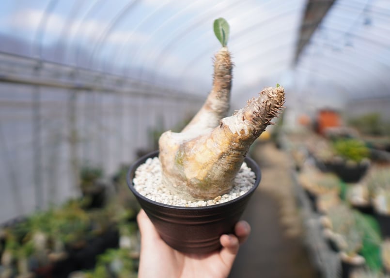 パキポディウム エブレネウム Pachypodium eburneum ① パキポディウム エブレネウム Pachypodium eburneum No.1 | mana