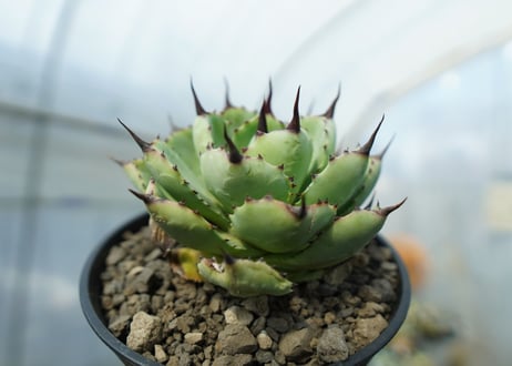 アガベ　マクロアカンサ×ポタトラム　 Agave macroacantha×potatorum　No.2
