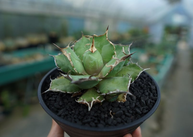 アガベ チタノタ 烈焔 Agave titanota 