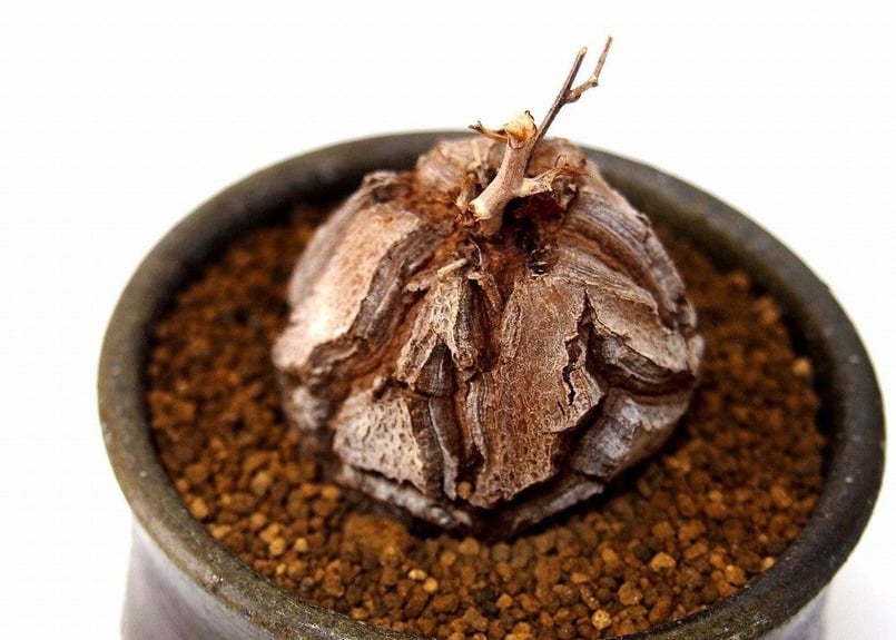 亀甲竜 ディオスコレア エレファンティペス dioscorea elephantipes