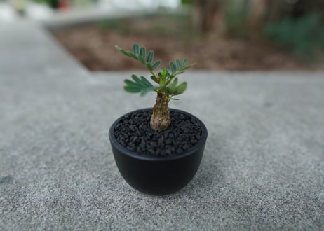 【沖縄実生株】センナ　メリディオナリス　Senna meridionalis  No.1